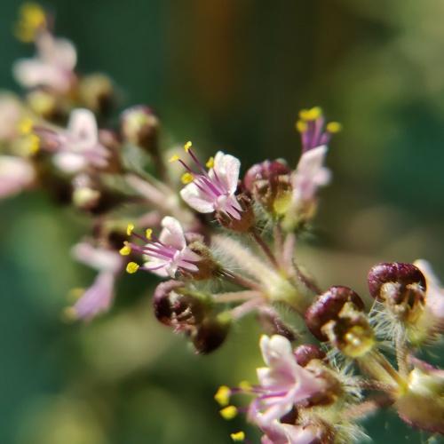 Basil Flowers