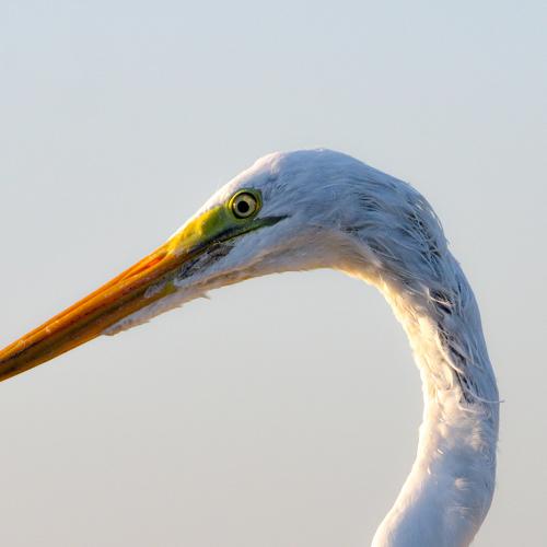 Ardea alba beauty