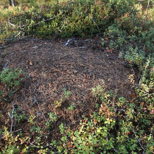 Photo #4200730