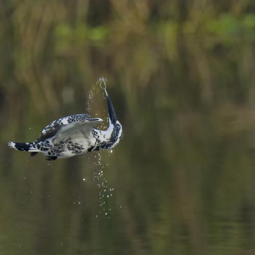 The missed catch
