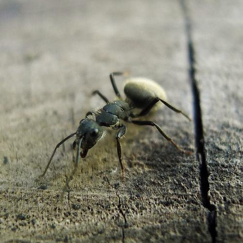 Photo #4203160