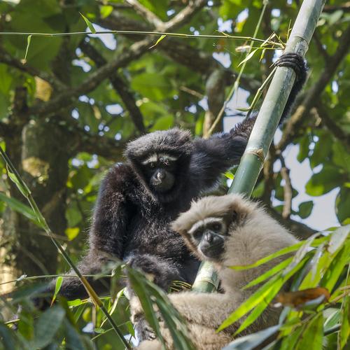 Gibbon family