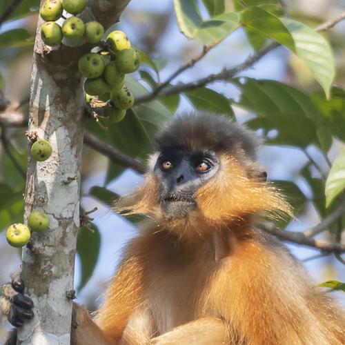 I love the low hanging fruits!