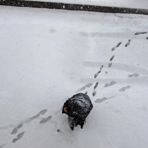 Photo #4204611