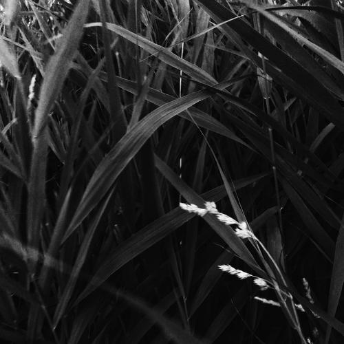 Photo #4204863