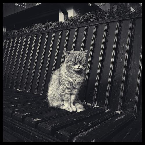 Photo #4204864