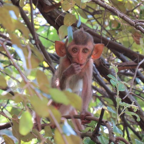 Photo #4204919