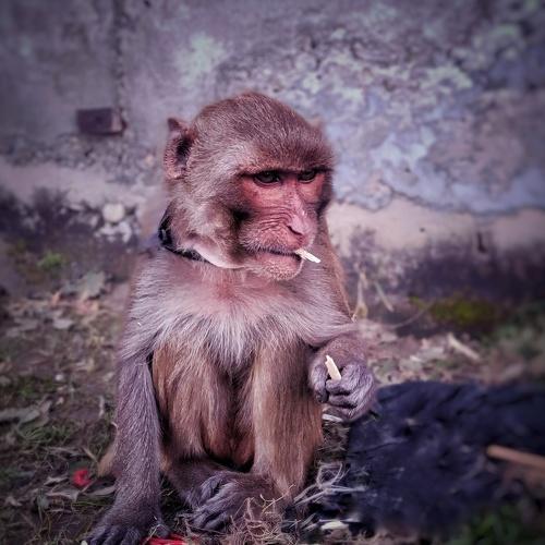 Photo #4205438