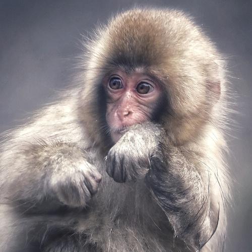Photo #4205482