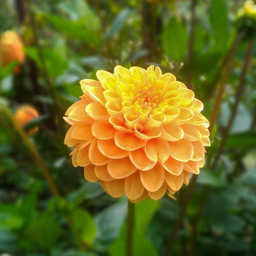 Photo #4206623