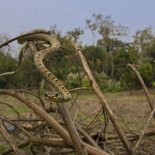 Ornate flying snake