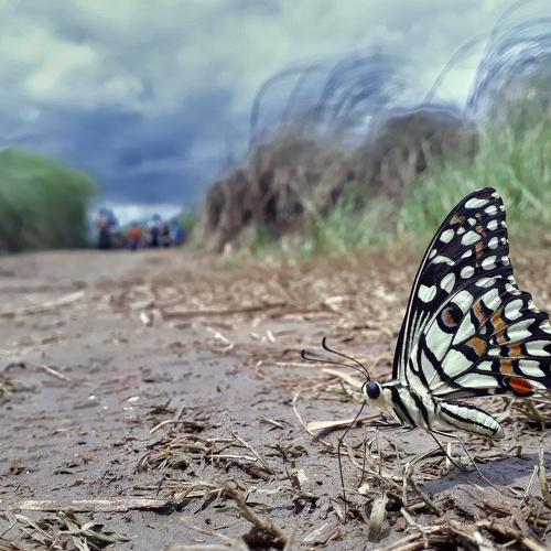 Mudpuddling of Common lime butterfly.