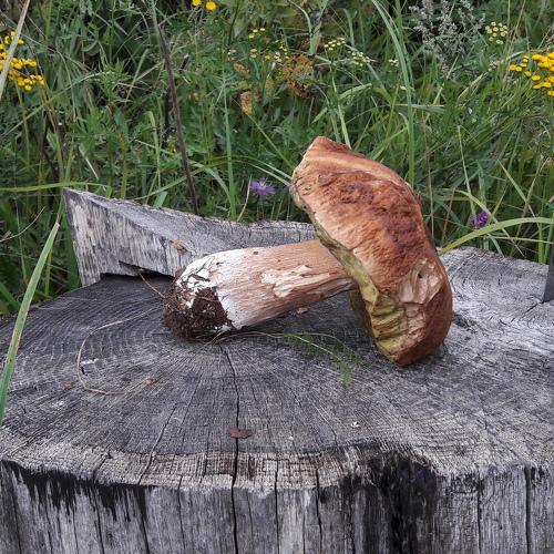 Photo #4207709