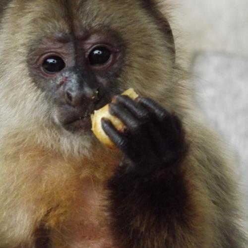 Photo #4208298