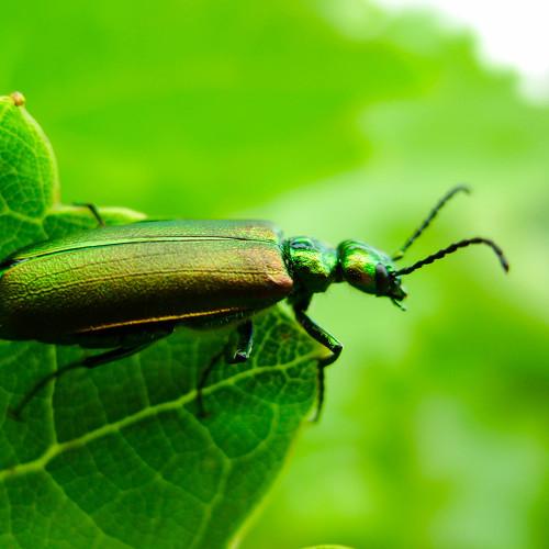 Photo #4209238
