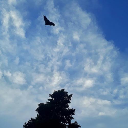 Bat -man returns