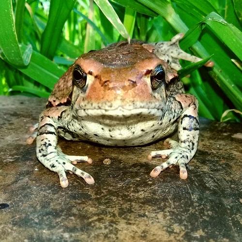 Amphibian