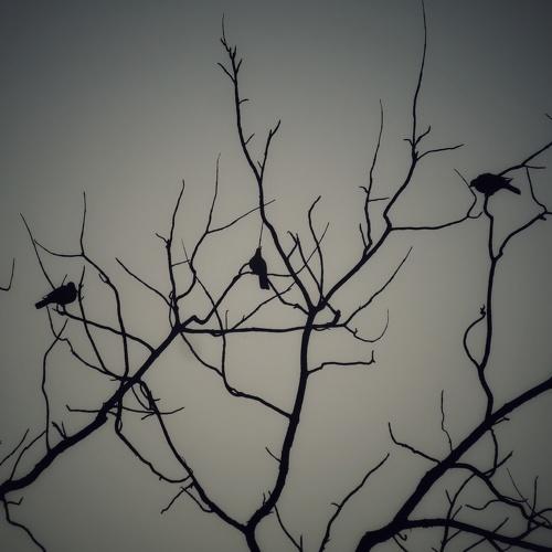 Photo #4209817