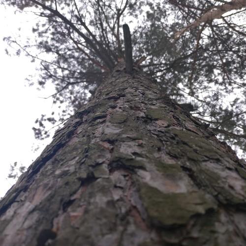 Photo #4210144