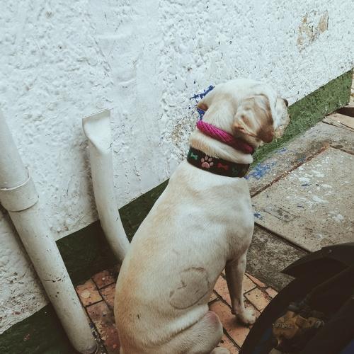 Photo #4210172