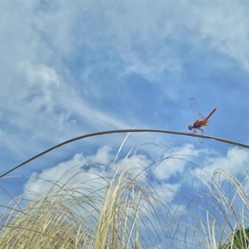 Under the blue sky