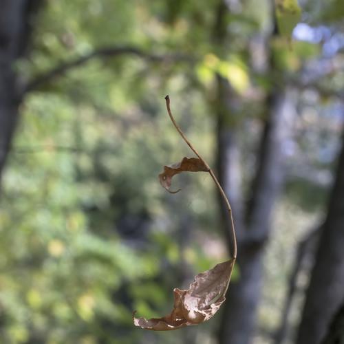 Photo #4210249