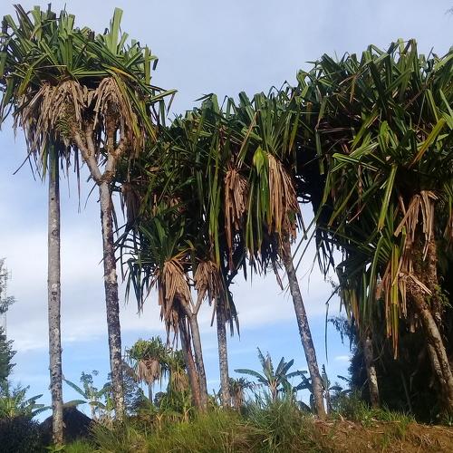 Photo #4210375