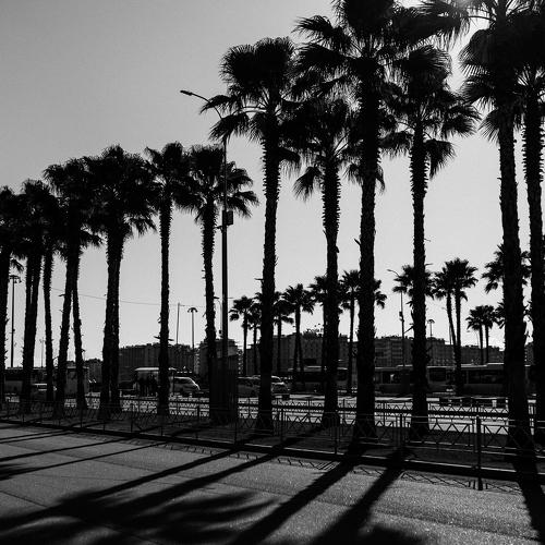 Palm