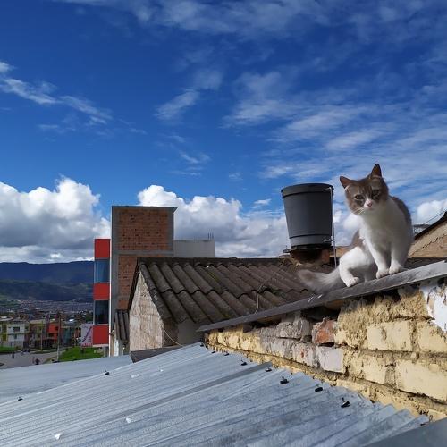 Curiosity