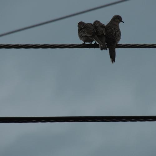 Three little birds