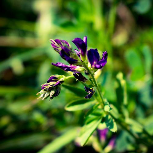 Photo #4215001