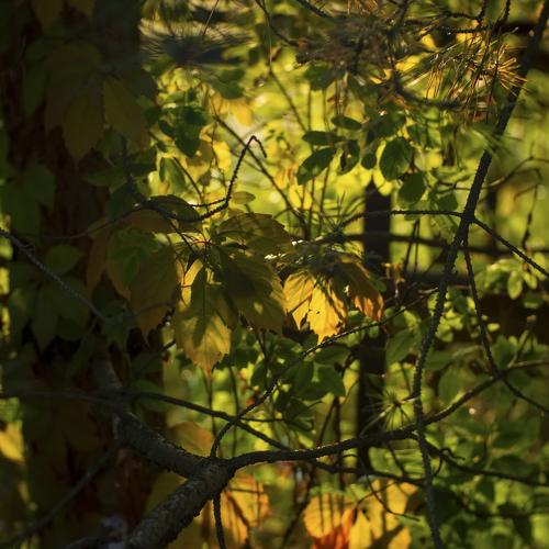 Photo #4215439