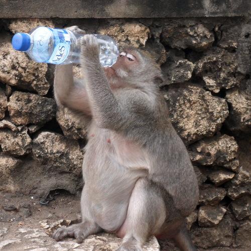 Photo #4215523