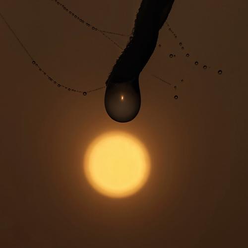 The Last Drop...
