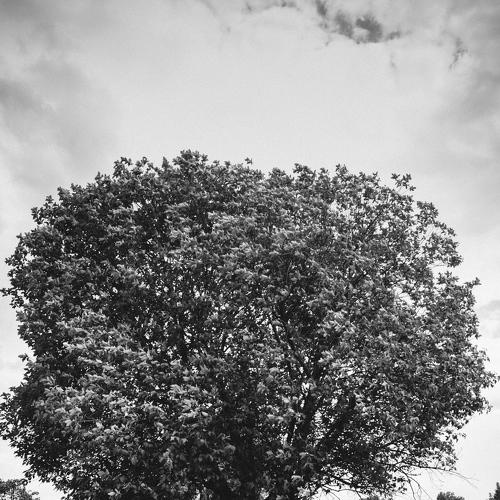 Photo #4218722