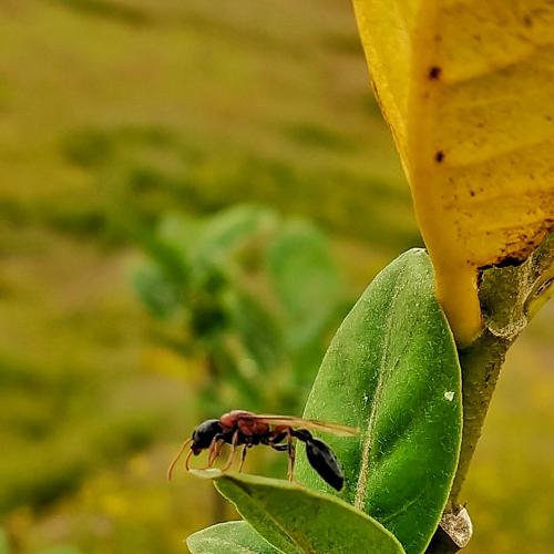 Photo #4219135