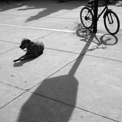 Photo #4219196