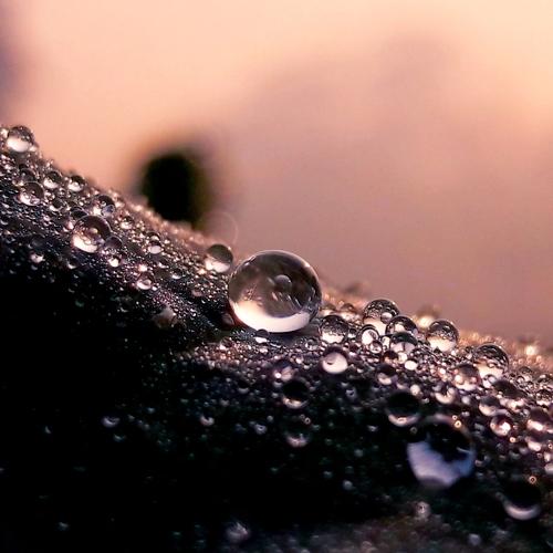 Dewdrops