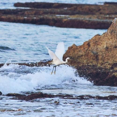 Sea bird
