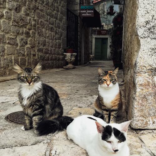 Photo #4221395