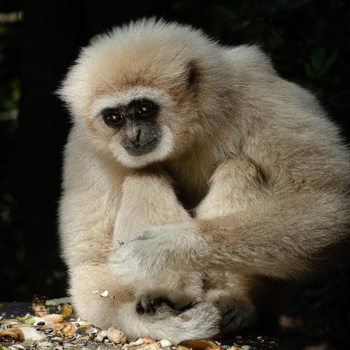 Photo #4222308