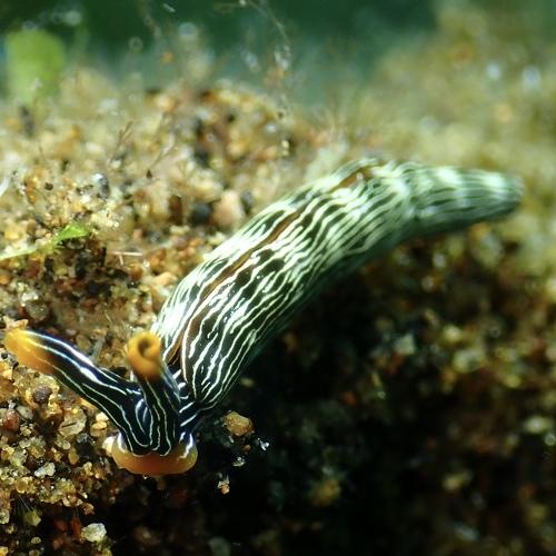 Nudibranchs