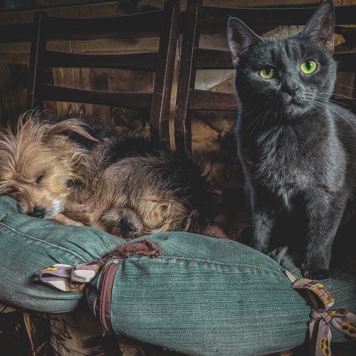 cat and dog