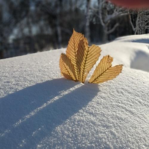 Photo #4223859