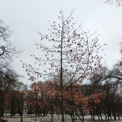 Осень не сдаётся