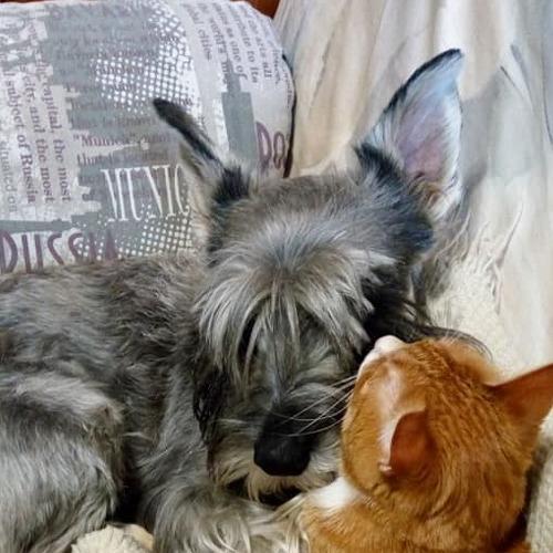 Photo #4225011