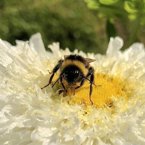 Photo #4225088