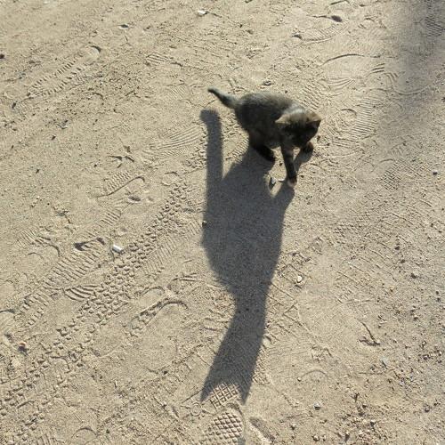 Photo #4225441
