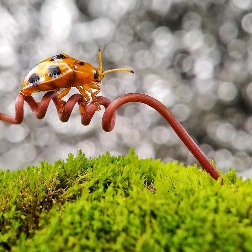 Photo #4226105