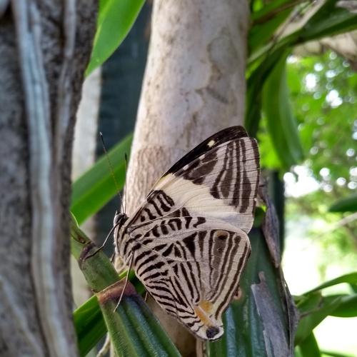 Photo #4227852